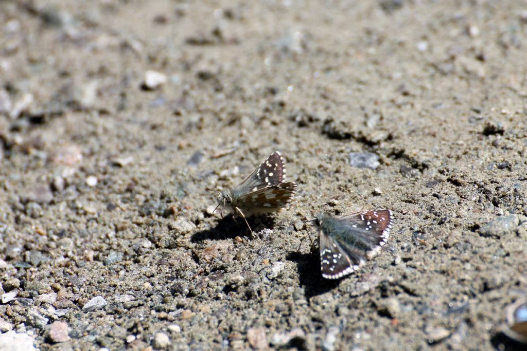 Pyrgus serratulae?  No, Pyrgus carlinae